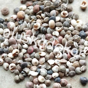 Köldökcsiga, fekete, natúr, dekor,100gr./cs. - kellékek & szerszámok - dekorációs kellékek - egyéb kellékek - Meska.hu