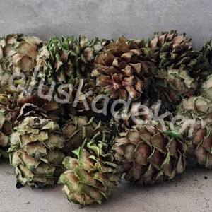 Salignum, natúr és színes, termés, száraztermés, dekor, 30gr/cs. - kellékek & szerszámok - dekorációs kellékek - egyéb kellékek - Meska.hu