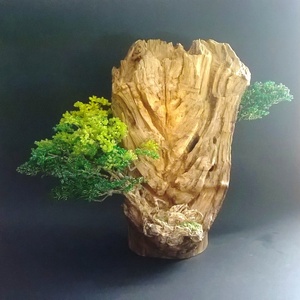 Egyensúly, Otthon & Lakás, Dekoráció, Asztal és polc dekoráció, Bonsai, , MESKA