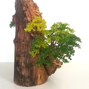 Egyensúly - otthon & életmód - dekoráció - asztal és polc dekoráció - bonsai - Meska.hu