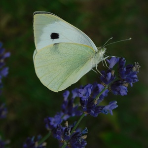 Levendula zsák csomag - otthon & életmód - gyertya, illat, aroma - illatzsák - Meska.hu Levendula zsák csomag - otthon & életmód - gyertya, illat, aroma - illatzsák - Meska.hu