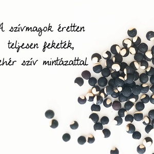 Vendég ajándék szívmag papírdobozban - diy (csináld magad) - egységcsomag - Meska.hu