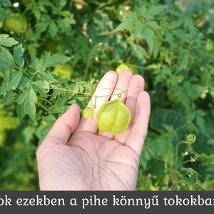 Vendég ajándék szívmag papírdobozban - diy (csináld magad) - egységcsomag - Meska.hu