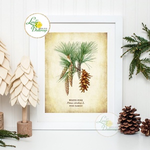 Vintage kép, Print, Vintage karácsonyi kép, dekoráció, dekor, falikép, Adventi, fenyő, toboz, fenyőfa, botanikus, növény - otthon & életmód - dekoráció - kép & falikép - kép & falikép - Meska.hu