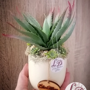 Dísz aloevera kaspóban - Meska.hu