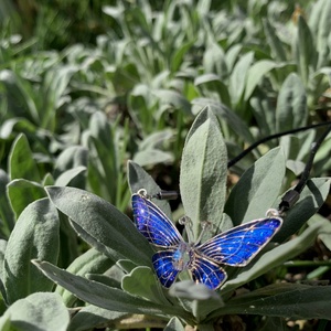 Tengerészkék pillangós medál - ékszer - nyaklánc - medál - Meska.hu