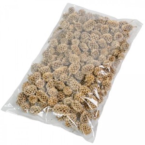 Casuarina 17 dkg - metál pezsgő, Kellékek & szerszámok, Dekorációs kellékek, Termések, terméscsomagok, , MESKA