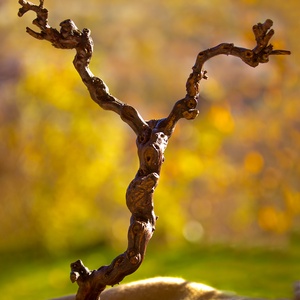 Egyedi szőlőtőkéből készült ékszertartó - Luigiwood, Ékszer, Ékszertartó, Ékszertartó állvány, Famegmunkálás, Gravírozás, pirográfia, MESKA