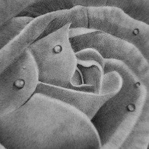 Rózsa vízcseppekkel, kézzel készült grafitrajz - művészet - grafika & illusztráció - ceruzarajz - Meska.hu