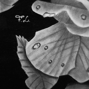 Rózsa vízcseppekkel, kézzel készült grafitrajz - művészet - grafika & illusztráció - ceruzarajz - Meska.hu