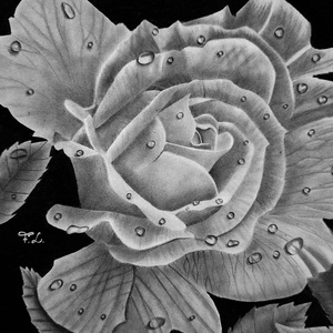 Rózsa vízcseppekkel, kézzel készült grafitrajz, Művészet, Grafika & Illusztráció, Ceruzarajz, Fotó, grafika, rajz, illusztráció, MESKA