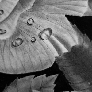 Rózsa vízcseppekkel, kézzel készült grafitrajz - művészet - grafika & illusztráció - ceruzarajz - Meska.hu