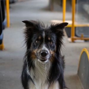 A kutya neve: Sly mixed media akril festmény; 40x40; keret nélkül - művészet - festmény - festmény vegyes technika - Meska.hu