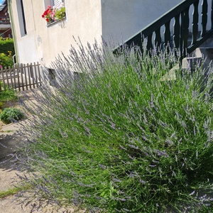 Levendula buzogány - otthon & életmód - dekoráció - virágdísz és tartó - csokor & virágdísz - Meska.hu