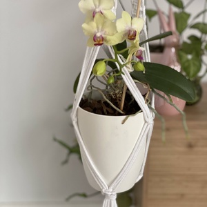 Virágtartó, makramé, fehér - otthon & életmód - virágdekoráció - virágtartó - függő virágtartó - Meska.hu