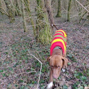 Egyedi, méretre kötött kutyaruha nagy- és kistestű kutyáknak � próbával, garanciával. - otthon & életmód - kisállatoknak - kutyáknak - kutya ruházat - Meska.hu