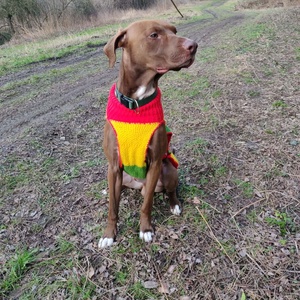 Egyedi, méretre kötött kutyaruha nagy- és kistestű kutyáknak � próbával, garanciával. - otthon & életmód - kisállatoknak - kutyáknak - kutya ruházat - Meska.hu