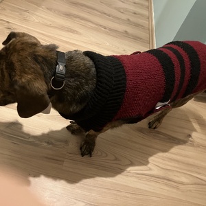 Egyedi, méretre kötött kutyaruha nagy- és kistestű kutyáknak � próbával, garanciával., Otthon & Életmód, Kisállatoknak, Kutyáknak, Kutya ruházat, Kötés, Varrás, MESKA