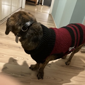 Egyedi, méretre kötött kutyaruha nagy- és kistestű kutyáknak � próbával, garanciával. - otthon & életmód - kisállatoknak - kutyáknak - kutya ruházat - Meska.hu