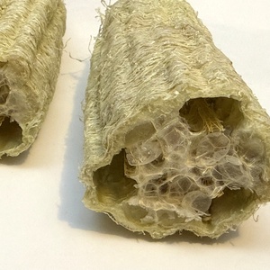Luffatök 20 cm - luffa szivacstök szivacs tök - natúr - kellékek & szerszámok - dekorációs kellékek - termések, terméscsomagok - Meska.hu