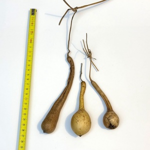 Pici lopótök 3 db együtt - kiszárított dekoráció lopó tök - kellékek & szerszámok - dekorációs kellékek - termések, terméscsomagok - Meska.hu