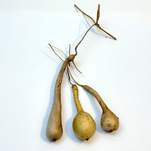 Pici lopótök 3 db együtt - kiszárított dekoráció lopó tök, Kellékek & szerszámok, Dekorációs kellékek, Termések, terméscsomagok, , MESKA