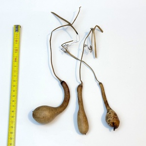 Pici lopótök 3 db együtt - kiszárított dekoráció lopó tök - kellékek & szerszámok - dekorációs kellékek - termések, terméscsomagok - Meska.hu