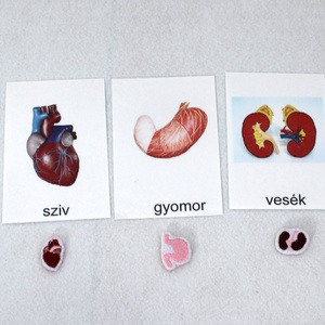Az emberi test - játék & sport - táblajáték és kártyajáték - társasjátékok - Meska.hu