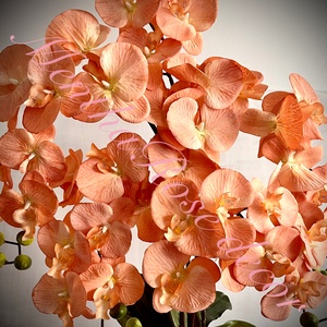 Barack színű orchidea kaspóban - otthon & életmód - virágdekoráció - virágdíszek - virágdísz kaspóban - Meska.hu