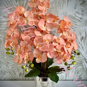 Barack színű orchidea kaspóban, Otthon & Életmód, Virágdekoráció, Virágdíszek, Virágdísz kaspóban, , MESKA