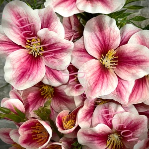 Magnóliás asztaldísz - otthon & életmód - virágdekoráció - virágdíszek - asztali virágdísz - Meska.hu