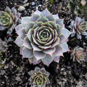 Élő kövirózsa vendégköszönő ajándék és ültető - esküvő - emlék & ajándék - köszönőajándék - Meska.hu