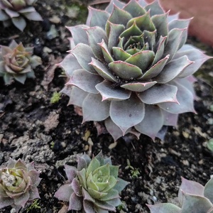 Élő kövirózsa vendégköszönő ajándék és ültető - esküvő - emlék & ajándék - köszönőajándék - Meska.hu