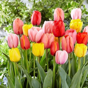 Tulipán virághagyma 10dbos csomag - otthon & életmód - ház & kert - növény & veteményes - Meska.hu
