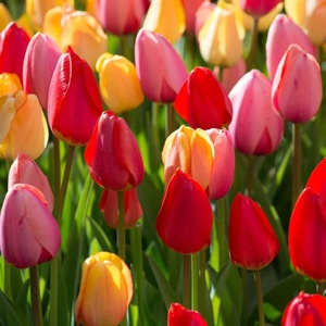 Tulipán virághagyma 10dbos csomag - otthon & életmód - ház & kert - növény & veteményes - Meska.hu
