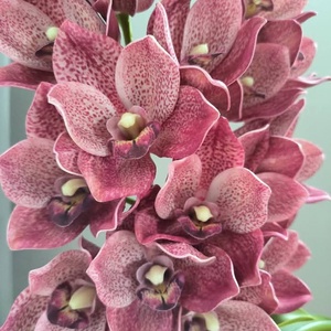 Csónakorchidea dekoráció - otthon & életmód - dekoráció - asztal és polc dekoráció - asztaldísz - Meska.hu