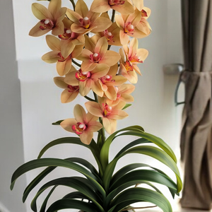 Cymbidium orchidea dekoráció , Otthon & Életmód, Virágdekoráció, Virágdíszek, Virágdísz kaspóban, Virágkötés, MESKA