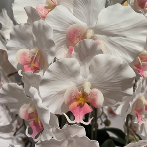 Pillekosbor orchidea dekoráció kerámia kaspóban - otthon & életmód - dekoráció - asztal és polc dekoráció - asztaldísz - Meska.hu