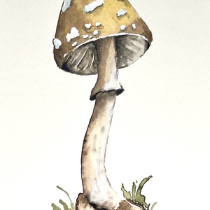 Eredeti akvarell gomba festmény - művészet - festmény - akvarell - Meska.hu
