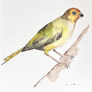 Eredeti akvarell madár festmény, Művészet, Festmény, Akvarell, Festészet, MESKA