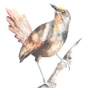 Eredeti akvarell madár festmény, Művészet, Festmény, Akvarell, Festészet, MESKA