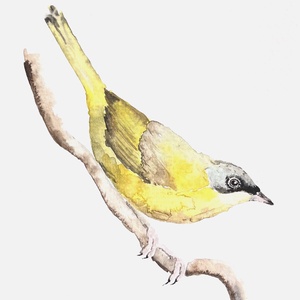 Eredeti akvarell madár festmény - művészet - festmény - akvarell - Meska.hu