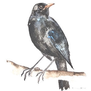 Eredeti akvarell feketerigó madár festmény - Meska.hu