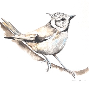 Eredeti akvarell madár festmény, Művészet, Festmény, Akvarell, Festészet, MESKA