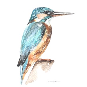 Eredeti akvarell jégmadár madár festmény, Művészet, Festmény, Akvarell, Festészet, MESKA