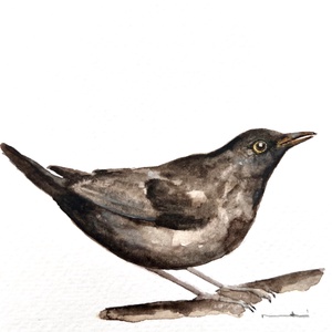 Eredeti akvarell rigó madár festmény - művészet - festmény - akvarell - Meska.hu