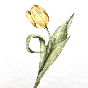 Eredeti akvarell tulipán virág  festmény, Művészet, Festmény, Akvarell, Festészet, MESKA