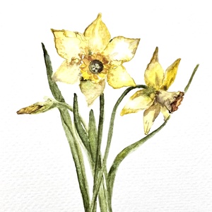 Eredeti akvarell nárcisz virág  festmény, Művészet, Festmény, Akvarell, Festészet, MESKA