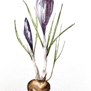 Eredeti akvarell  lila krókusz virág festmény - művészet - festmény - akvarell - Meska.hu