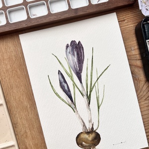 Eredeti akvarell  lila krókusz virág festmény, Művészet, Festmény, Akvarell, Festészet, MESKA